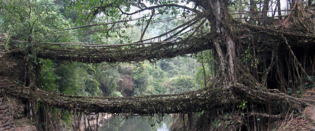 Living Root Bridge, Oddessemania