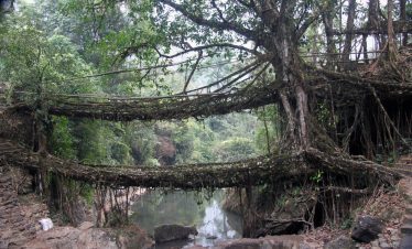 Living Root Bridge, Oddessemania