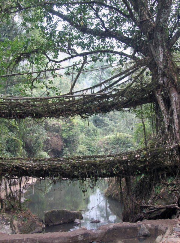 Living Root Bridge, Oddessemania