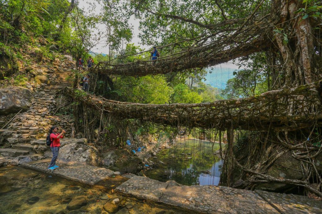 Places to visit in meghalaya - Living Root Bridge 