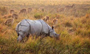 kaziranga national park tour package