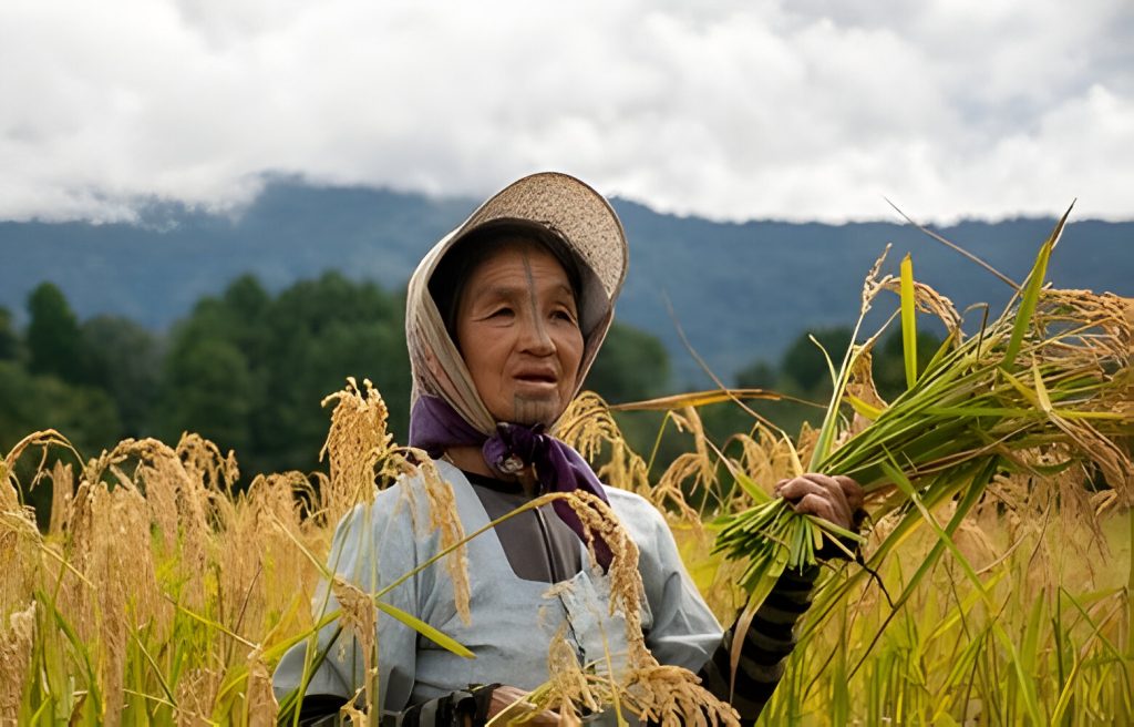 people of ziro preparing for ziro festival