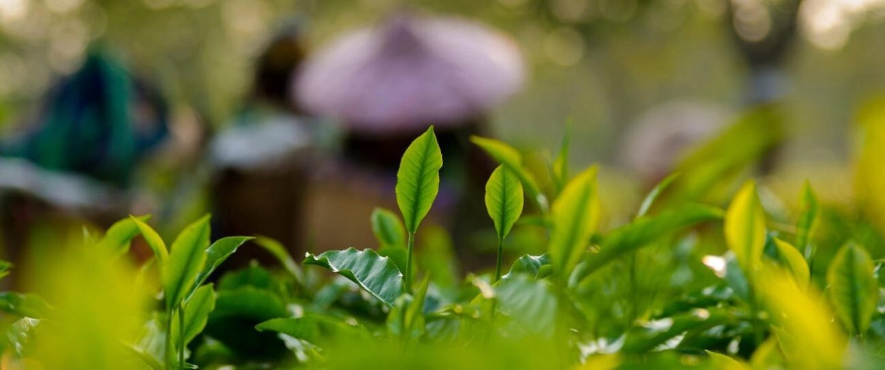 featured tea gardens in Assam