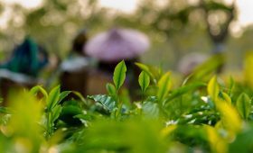 featured tea gardens in Assam