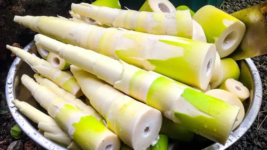 bamboo shoot