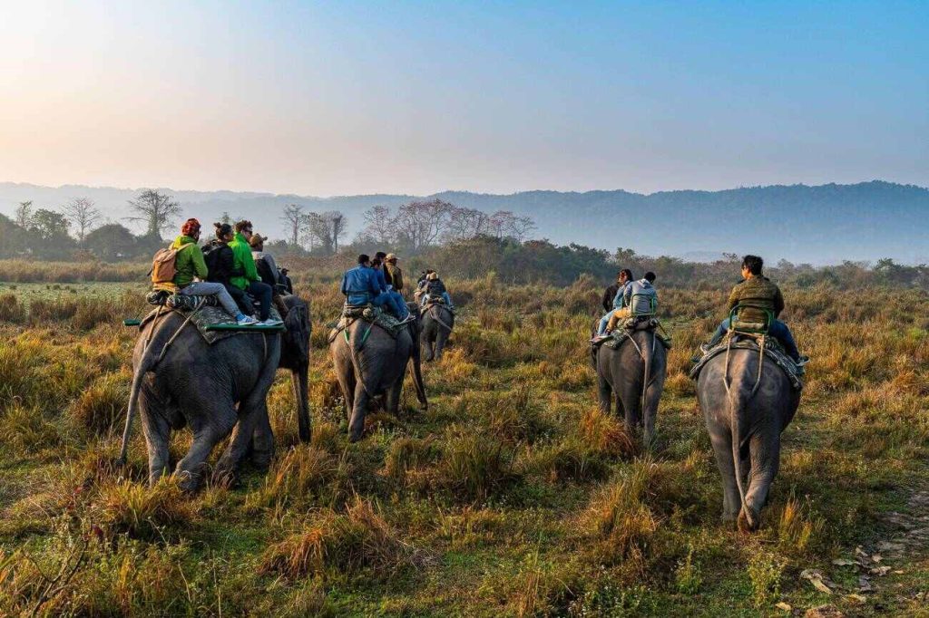 kaziranga national park 1