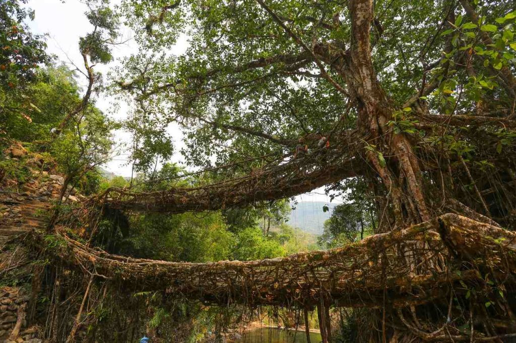 meghalaya living root bridge