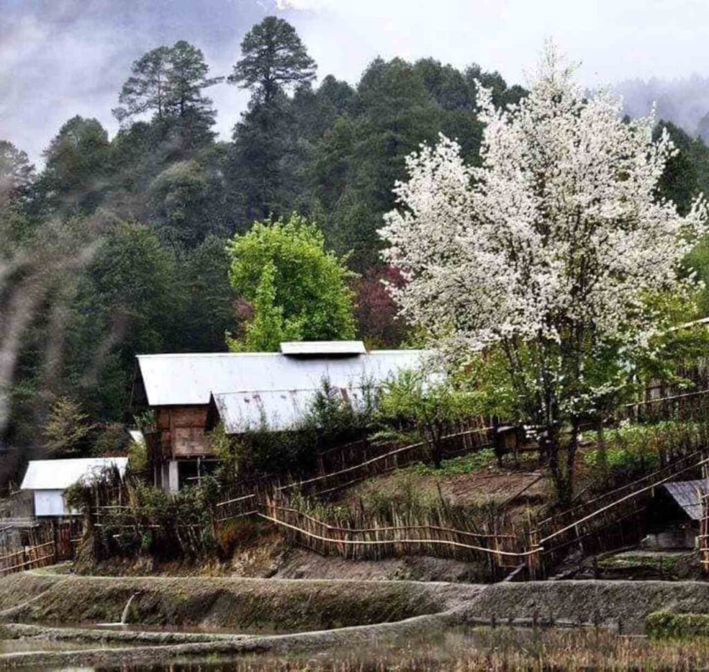 Best time to visit Ziro Valley 1