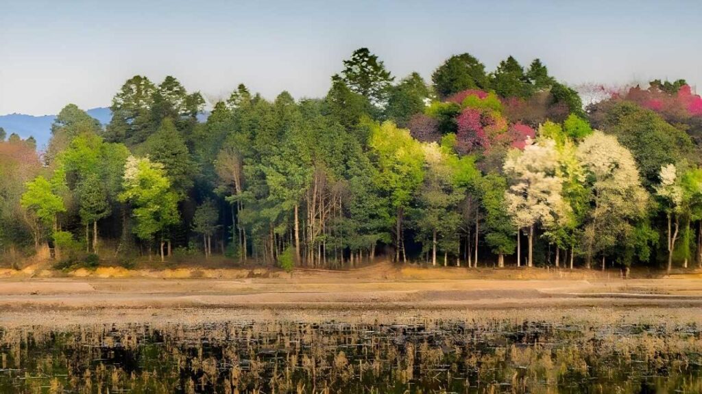 Ziro valley in Autumn 1