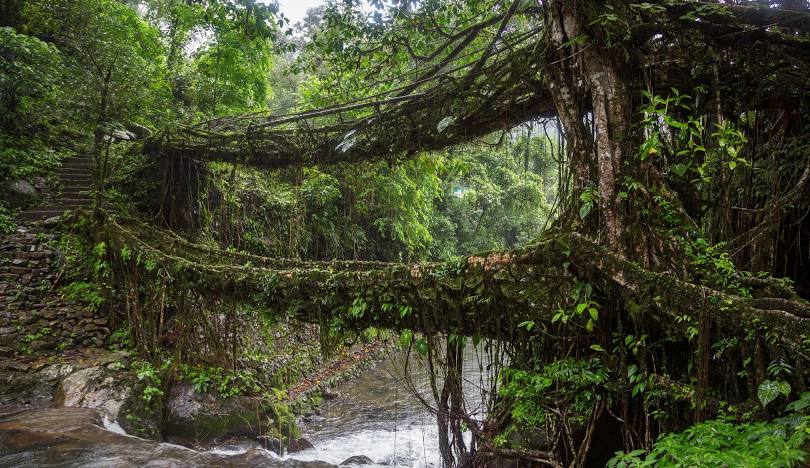 how to reach Cherrapunjee double deker living root bridge in one of the places to visit in Cherrapunjee