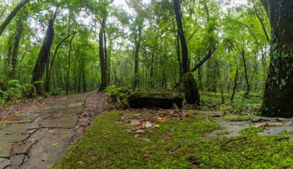 mawphlang sacred forest near Krem Liat Prah