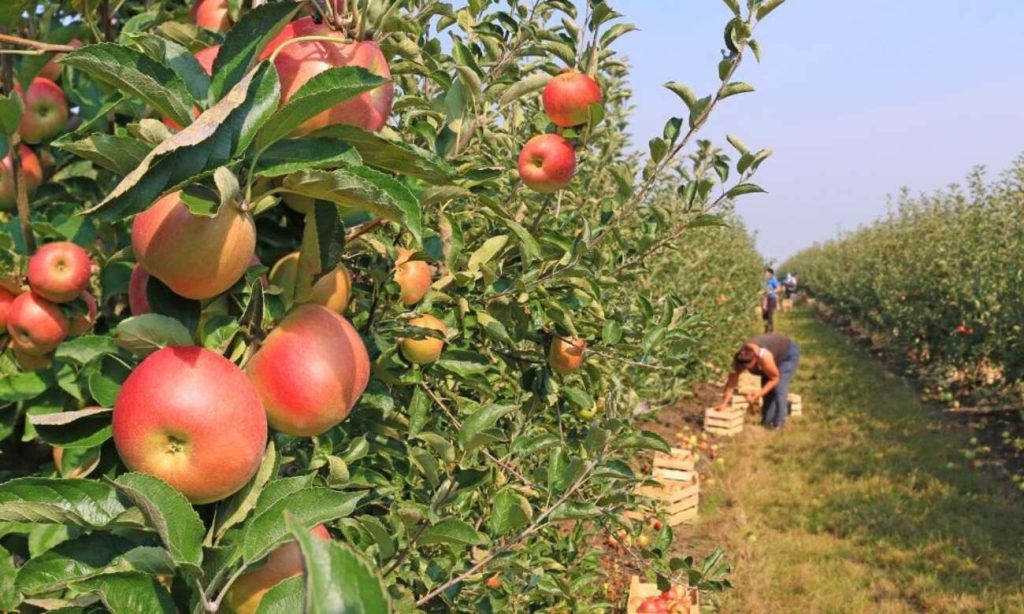 Apple Orchards in Sangti valley Arunachal Pradesh