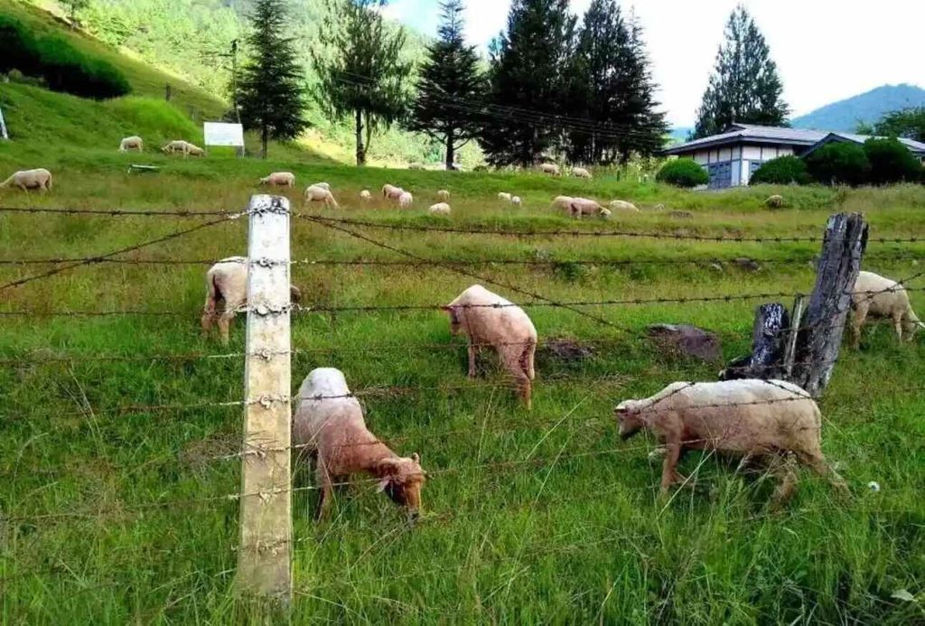 Sheep Breeding Farm in sangti valley