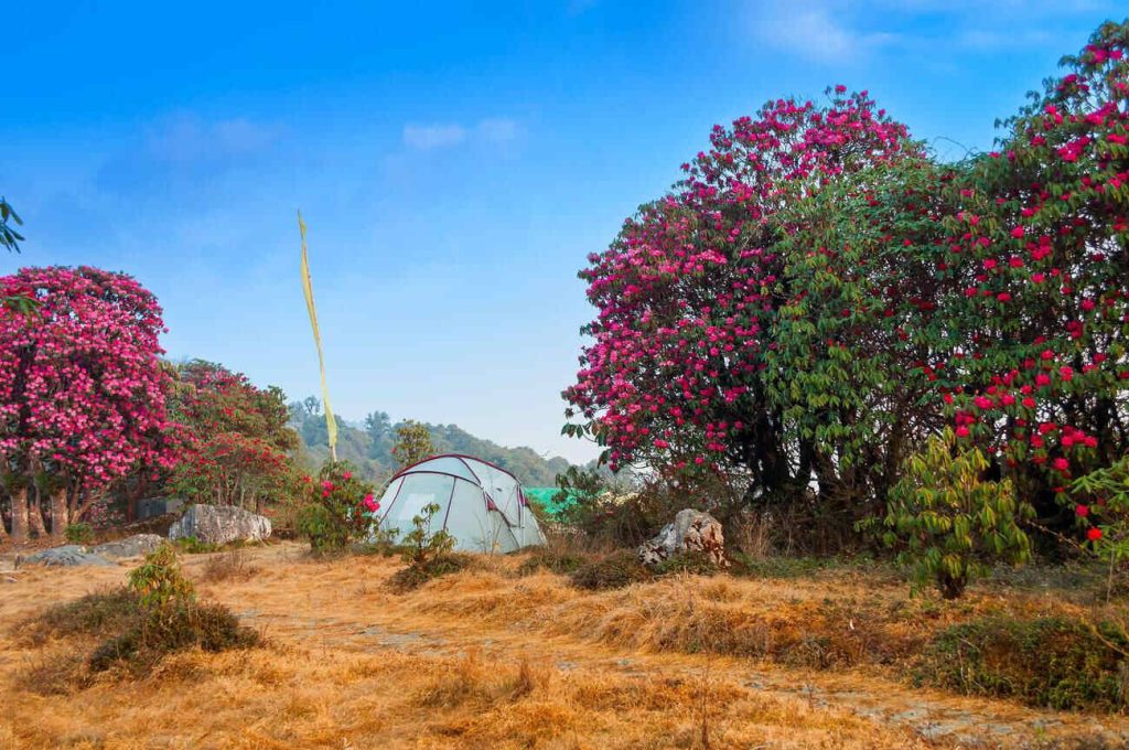 Varsey Rhododendron Sanctuary West Sikkim Sikkim Offbeat Places