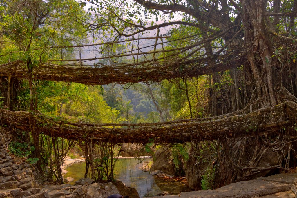 Trek to living root bridge is one of the best Things to do in cherrapunji