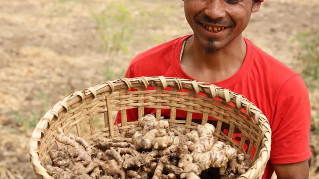 Dry Ginger is one of the shillong famous things to buy