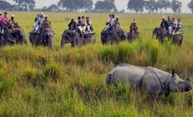 059949542Kaziranga Kohora Elephant Safari