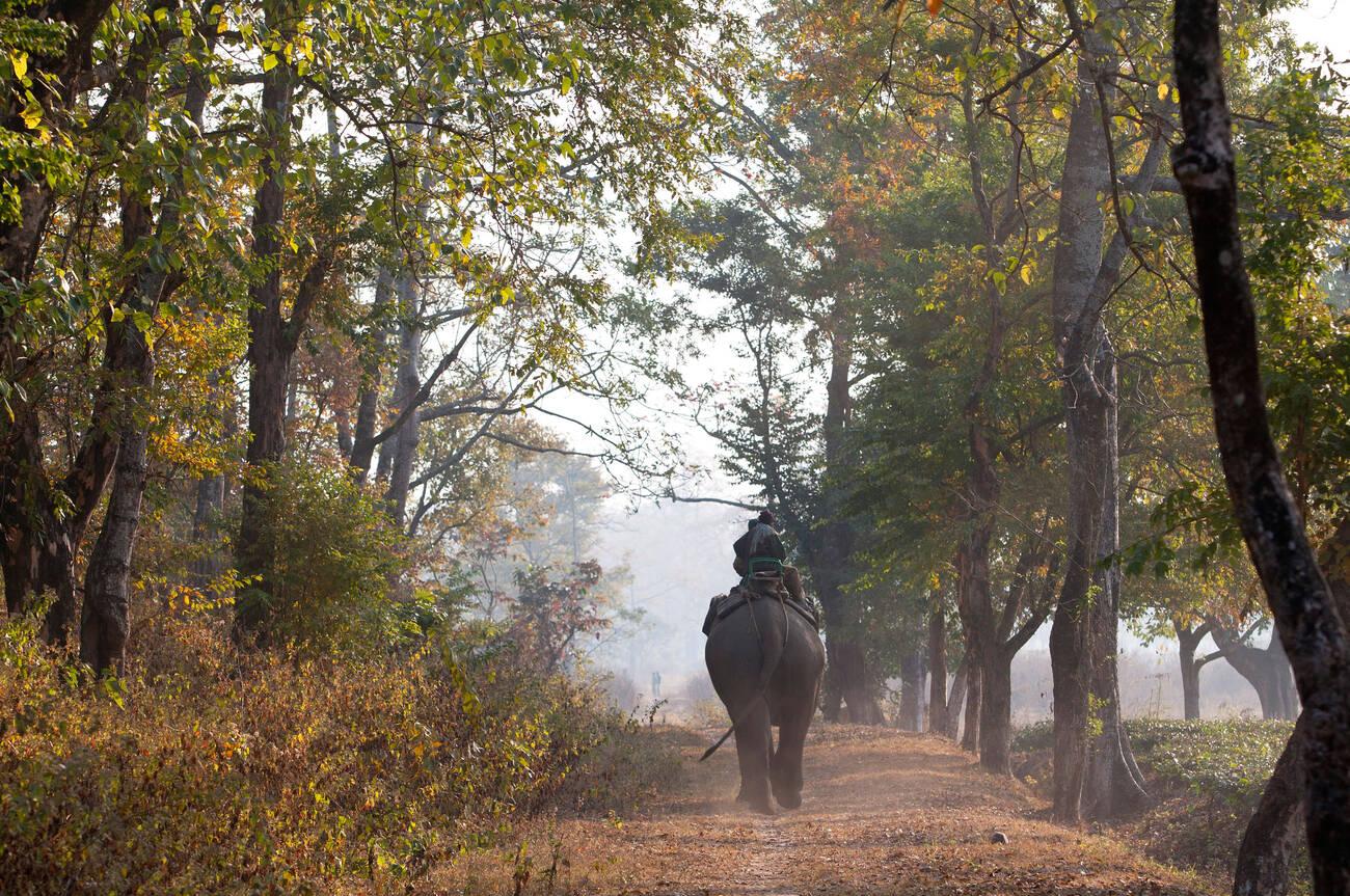 Best time to visit Manas National Park