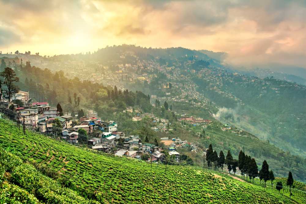Best 2 days Darjeeling itinerary 7 Happy Valley Tea estate Oddessemania