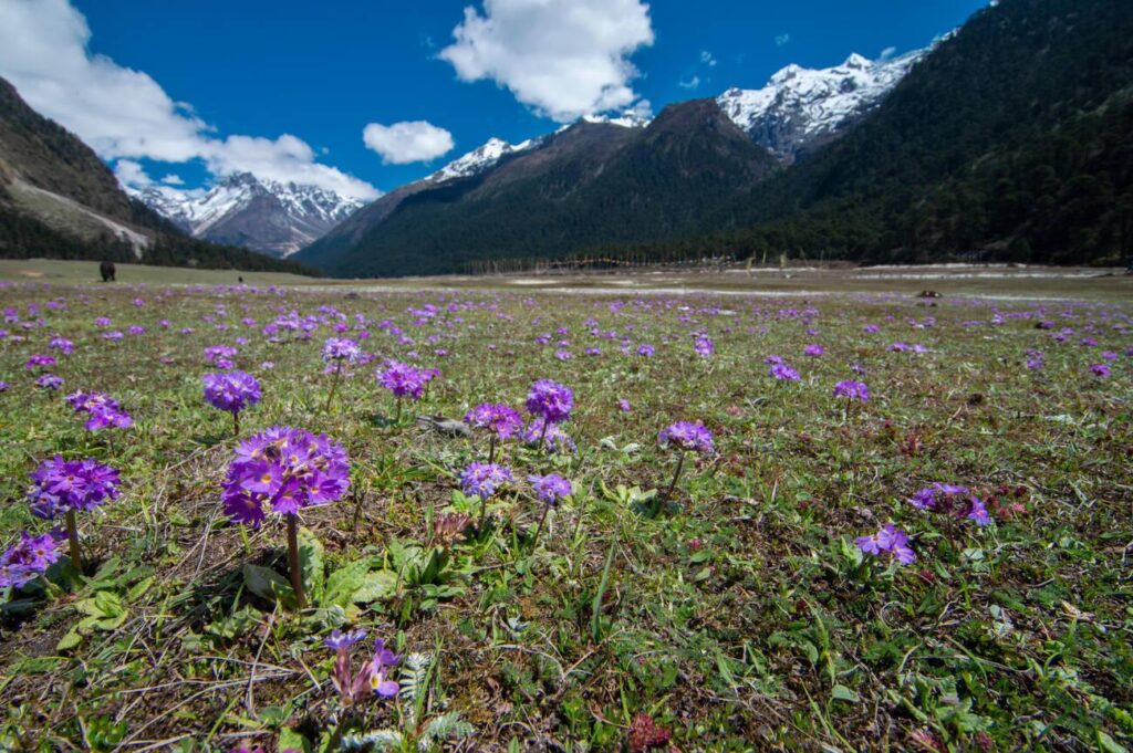 Yumthang Valley one of the best places to visit in North Sikkim