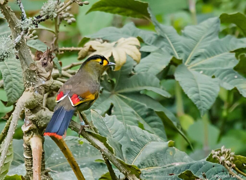 Bugun Liocichla 160171041