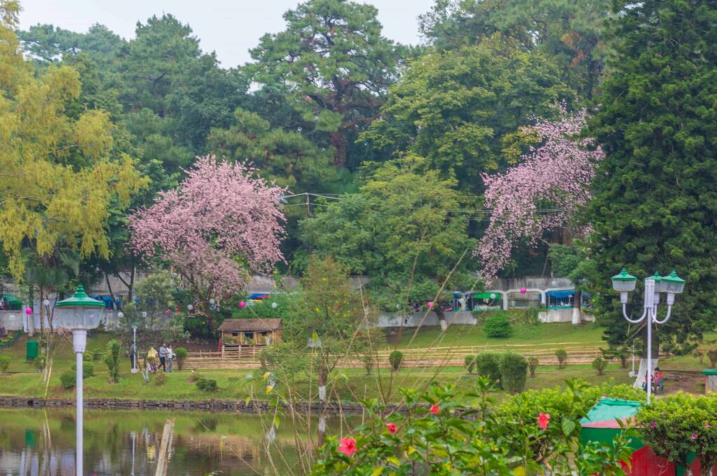 Best Cherry Blossom Meghalaya Trip 1 Cherry blossom festival meghalaya