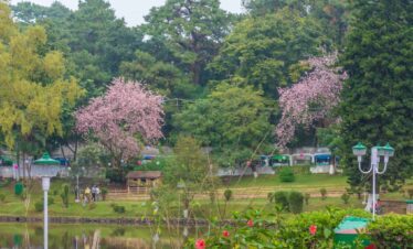 Cherry blossom festival meghalaya