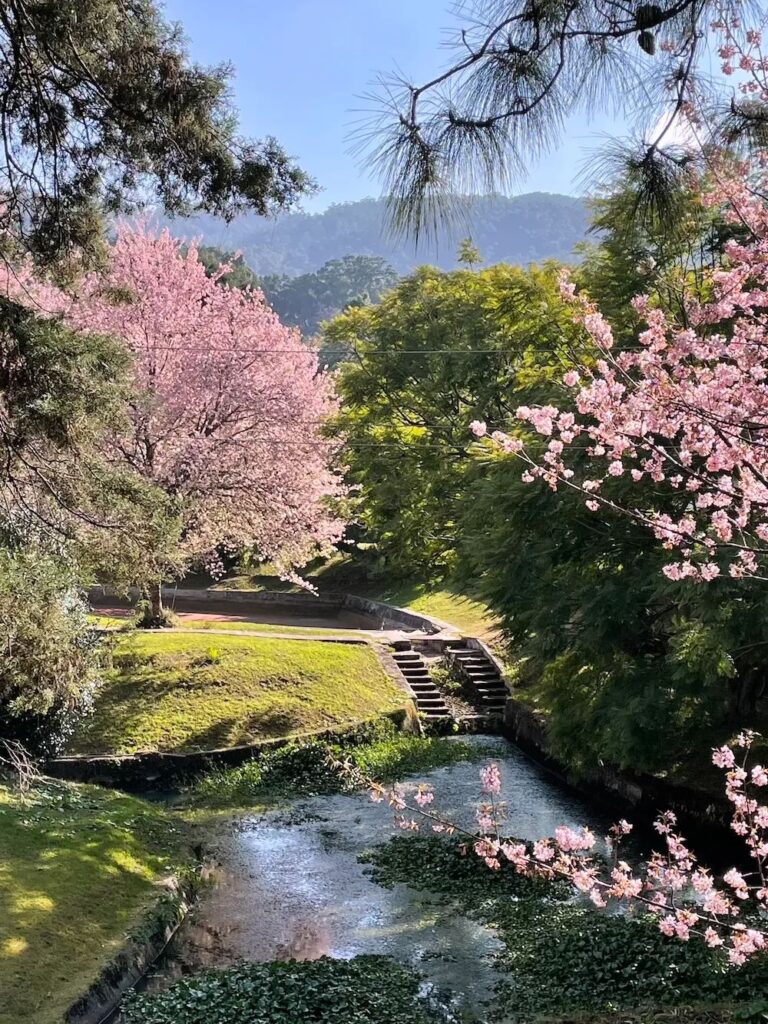 The best plan for Cherry Blossom Festival Shillong, 2025 5 cherry blossom festival shillong