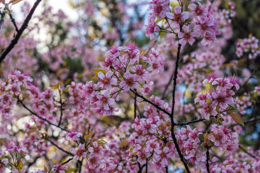 The best plan for Cherry Blossom Festival Shillong, 2025 3 Cherry Blossom festival shillong