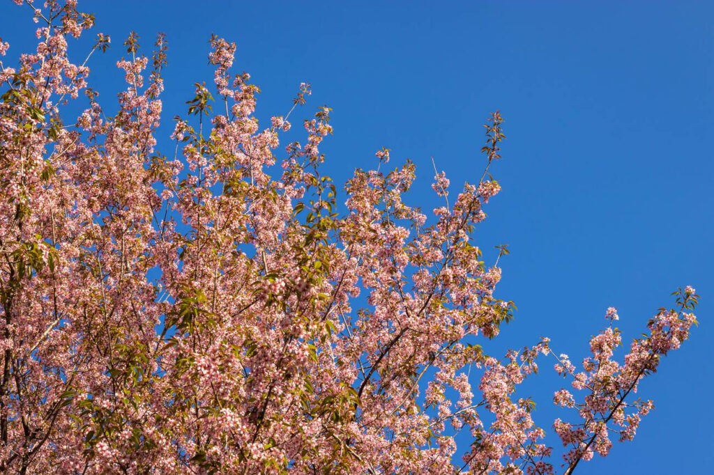 The best plan for Cherry Blossom Festival Shillong, 2025 4 cherry blossom festival shillong