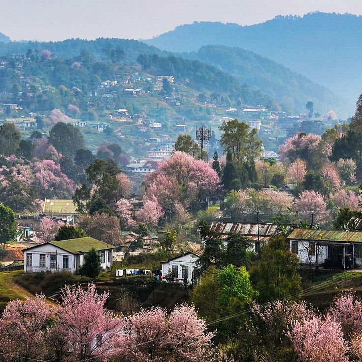 The best plan for Cherry Blossom Festival Shillong, 2025 2 cherry blossom festival shillong