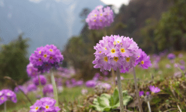 Cherry Blossom Festival Meghalaya