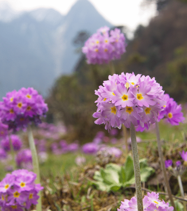 Cherry Blossom Festival Meghalaya