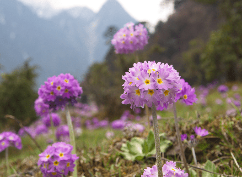 Why should you visit Sikkim this summer? Here's the best reasons to visit Sikkim 19 image 34