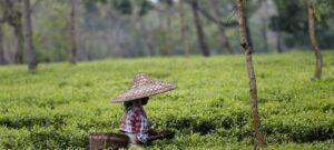 Best Meghalaya Tour Package 2025 19 northeast this summer