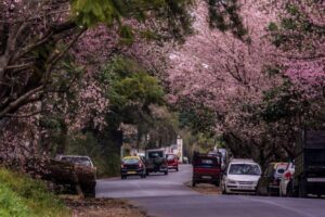 shillong cherry blowsoom