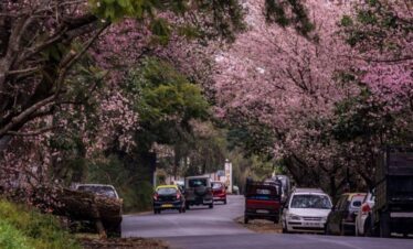 Cherry Blossom Festival Meghalaya