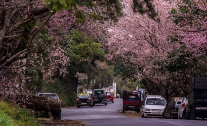 shillong cherry blowsoom