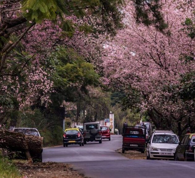 Cherry Blossom Festival Meghalaya
