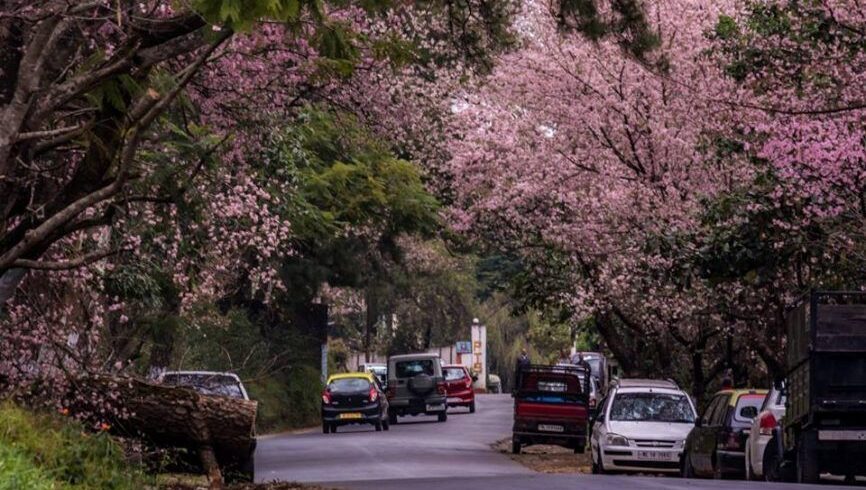 Cherry Blossom Festival Meghalaya