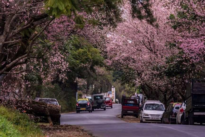 The best plan for Cherry Blossom Festival Shillong, 2025 8 shillong cherry blowsoom