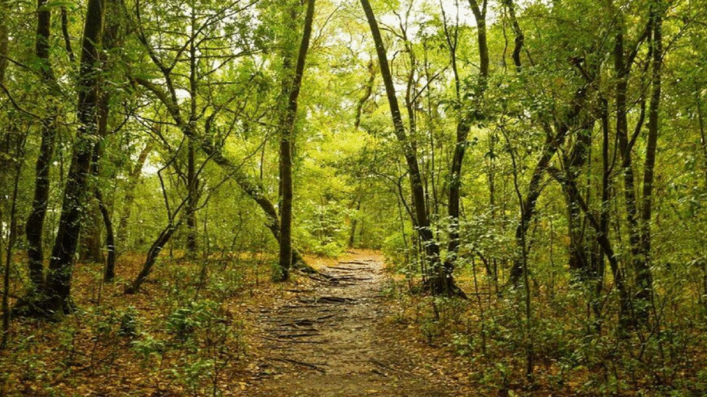 Experience the magic of Meghalaya in winters 25 image 15