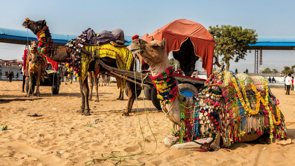 How to plan the perfect trip to Rajasthan? Top must see attractions of 2025 12 image 13