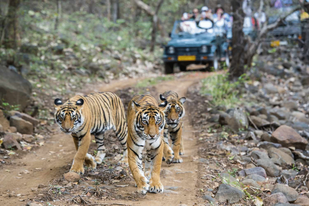 How to plan the perfect trip to Rajasthan? Top must see attractions of 2025 13 image 15