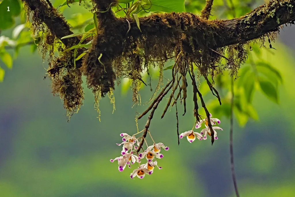 Mizoram travel guide 2026: best places, travel tips, permits and 5-days itinerary 9 murlen national park